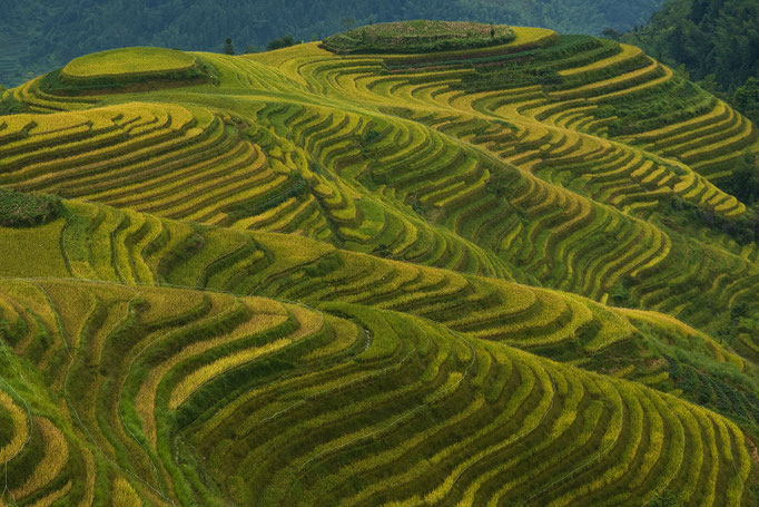 Reisterrassen Longsheng