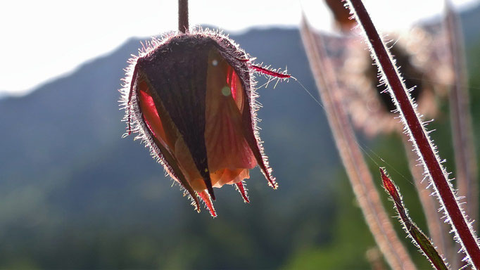 Wiesenblume