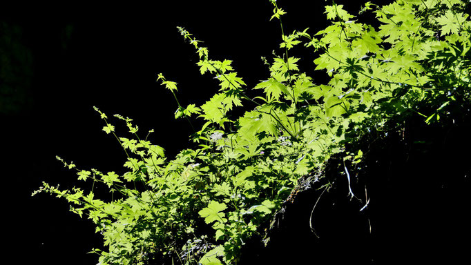 das Leuchten in der Breitachklamm