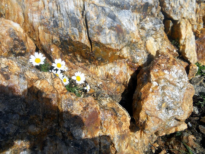 Blumen auf Dreitausend Meter