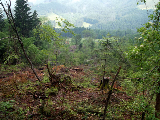 Blick vom Höhenbergweg nach unten ins Rutschgelände.