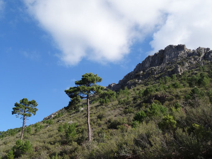Cerro de las Salegas Anchas