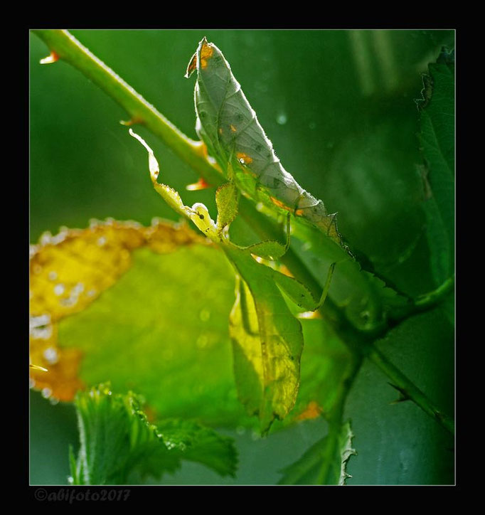 Phyllium siccifolium - Das Wandelnde Blatt