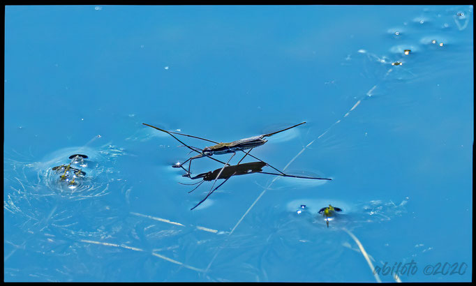 Wasserläufer am Pfefferfließ in Langenhagen/Brb