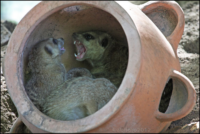 Erdmännchen, Zoo Eberswalde