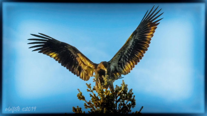 Seeadler am Dutchlake, BC, Kanada