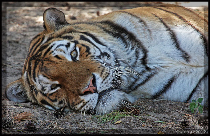 Tiger, Zoo Eberswalde