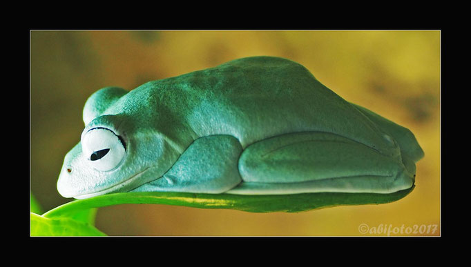 Korallenfinger-Laubfrosch
