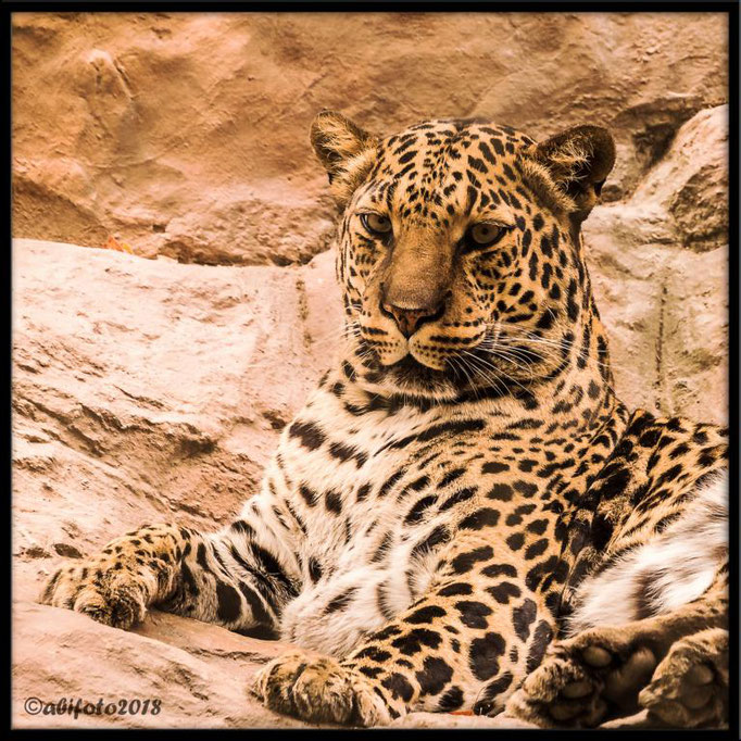 Leopard, Secret Garden, Las Vegas, Nevada, USA