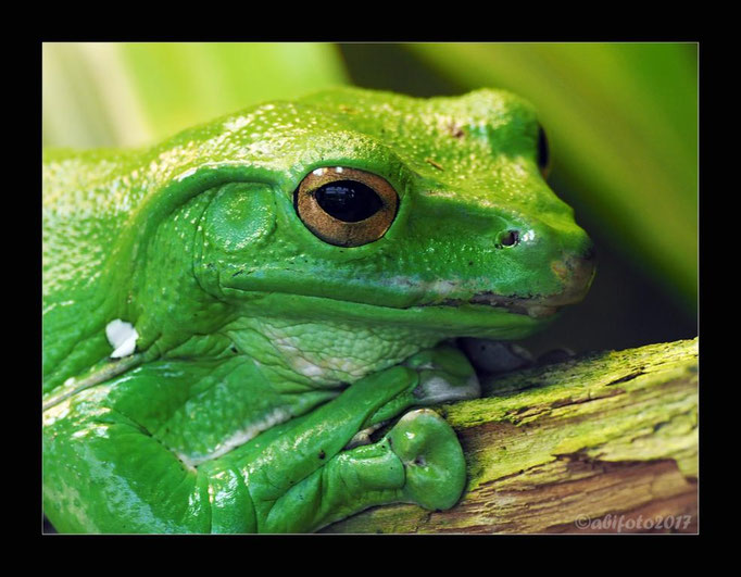 Wallace-Flugfrosch