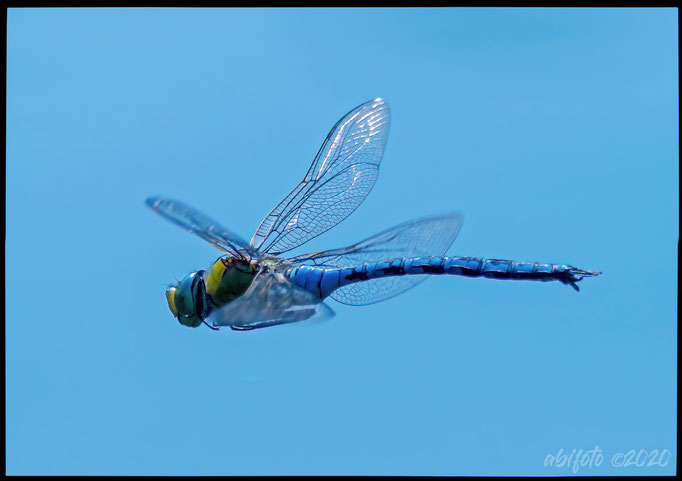 Libelle im Flug am Pfefferfließ in Langenhagen/Brb