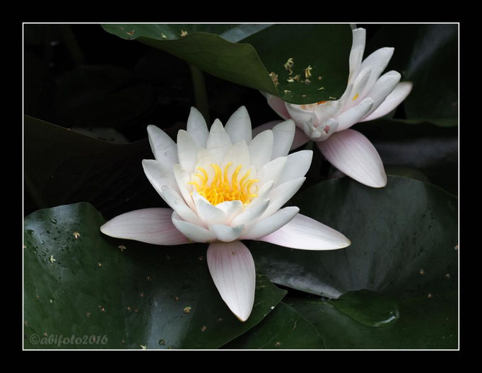 Seerose, Stadtpark Steglitz, Berlin