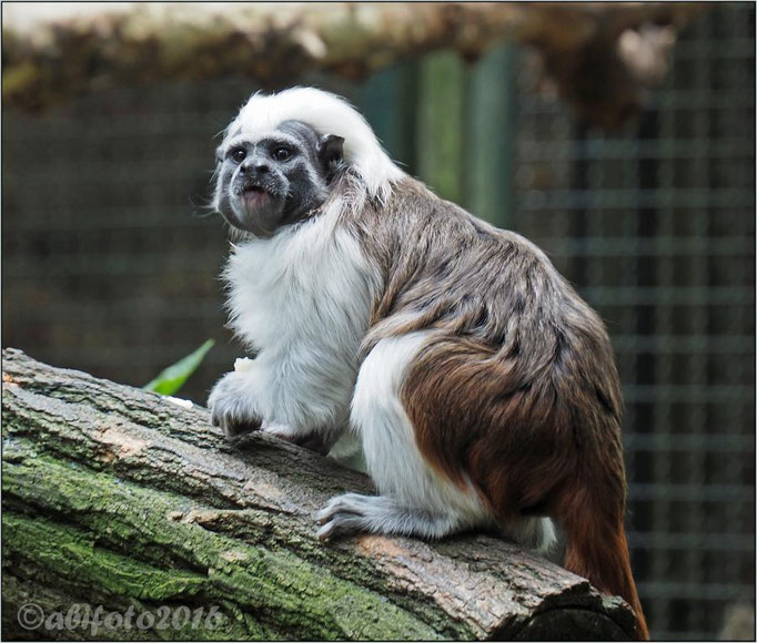 Lisztäffchen, Zoo Berlin