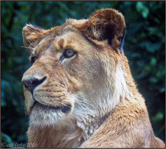Löwin, Zoo Eberswalde