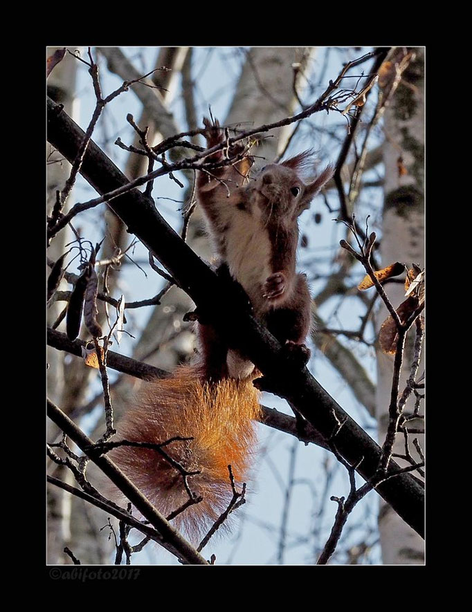 Eichhörnchen, Biosphäre Priesterweg, Berlin