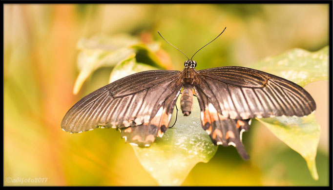 Gewöhnlicher Mormone (Papilio polytes)