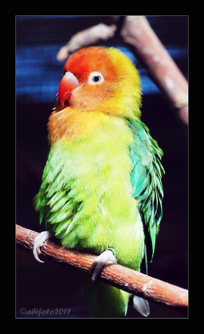 Pfirsichköpchen