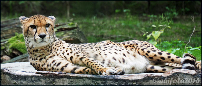 Gepard, Zoo Eberswalde