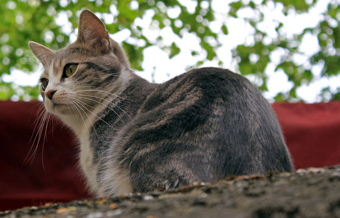Katze, Rothenburg ob der Tauber, Bayern
