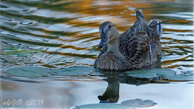 Ente auf dem Dutchlake, BC, Kanada