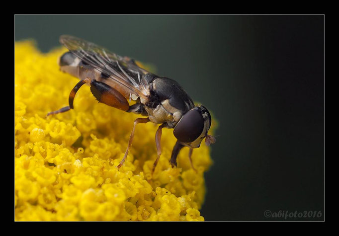 Schwebfliege, Gartenkolonie, Berlin