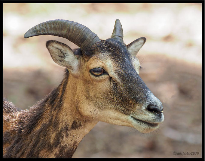 Rehbock, Zoo Eberswalde