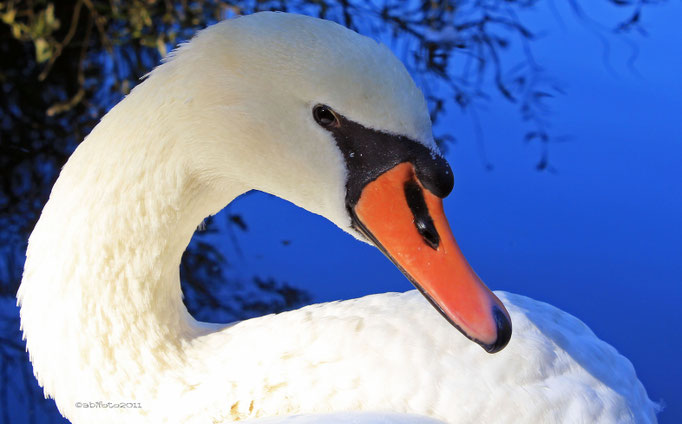 Schwan, Britzer Schlossteich, Berlin