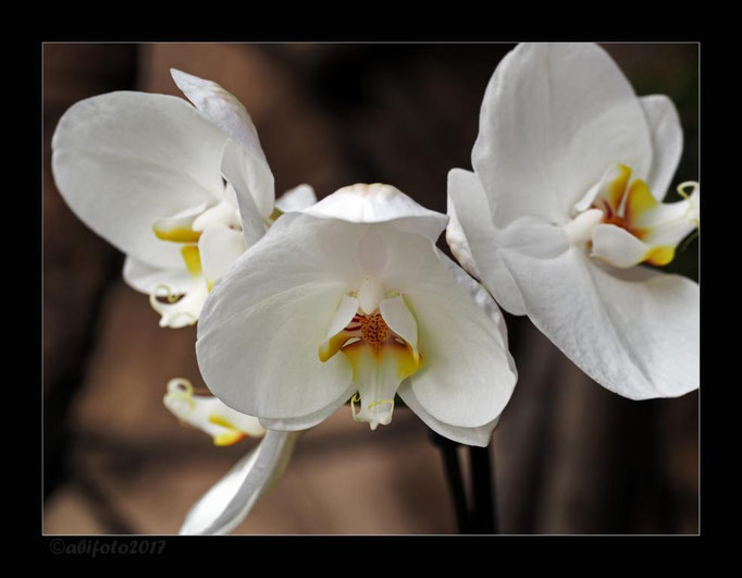 Phalaenopsis „DONAU“, Biosphäre Potsdam