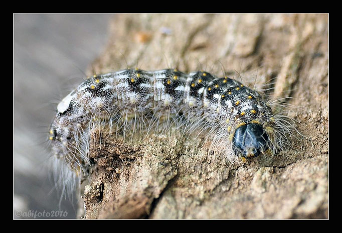 Raupe, Naturpark Marienfelde, Berlin