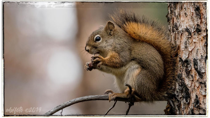 Squirrel, Alberta, Kanada