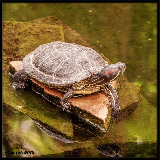 Schildkröte, Flamingo Garden, Las Vegas, Nevada, USA