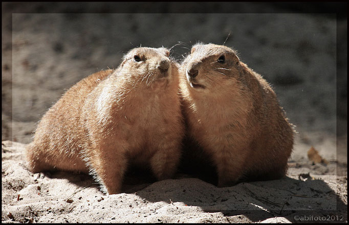Murmeltierpärchen, Zoo Eberswalde