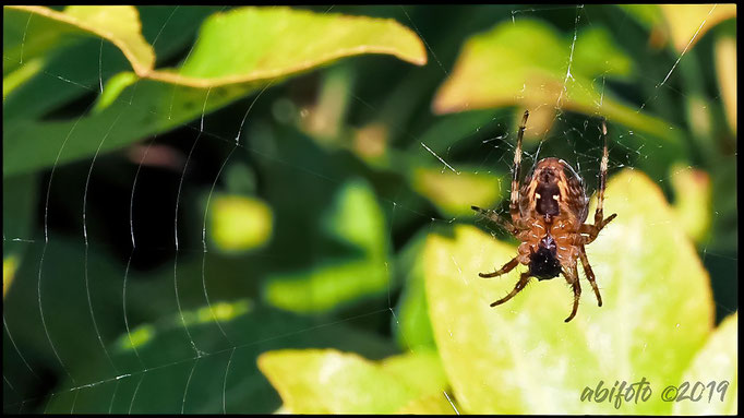 Spinne, BC, Kanada