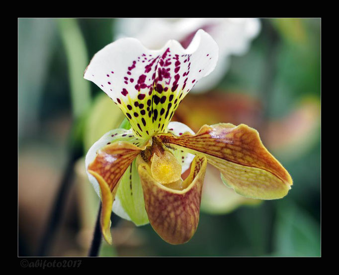 Frauenschuh Orchidee, Biosphäre Potsdam