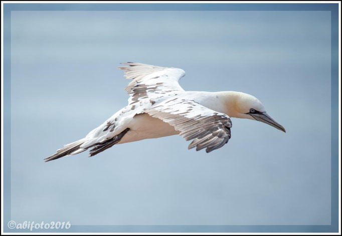 Basstölpel, Helgoland