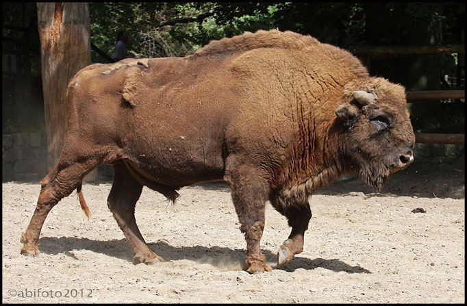Bison, Zoo Berlin