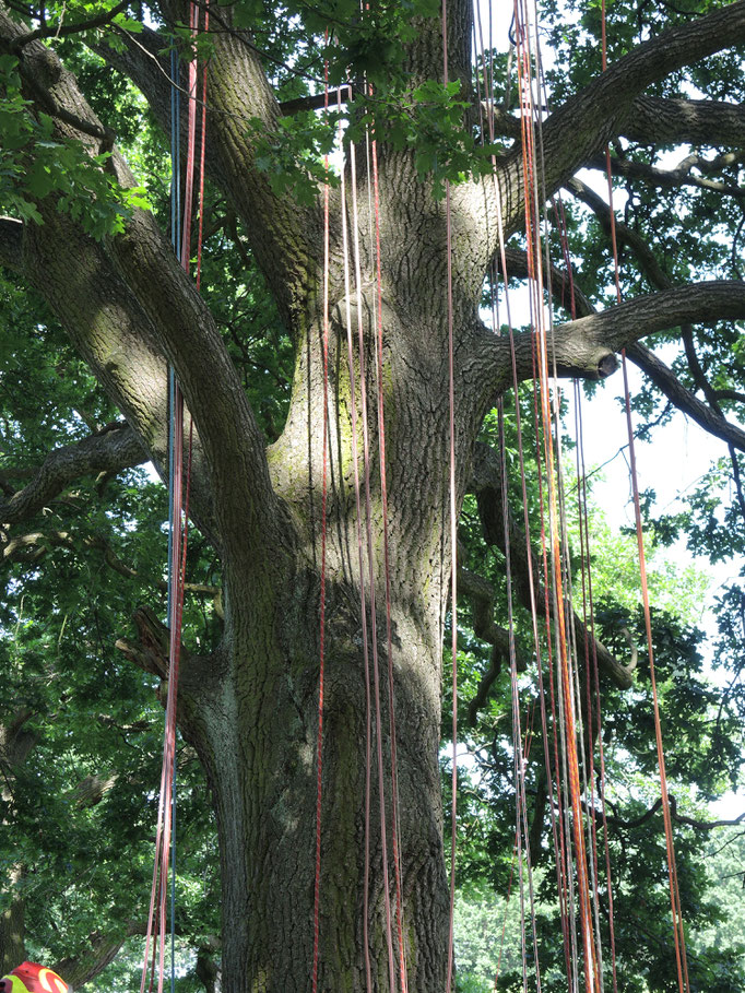 Baumpflege mit Seilklettertechnik