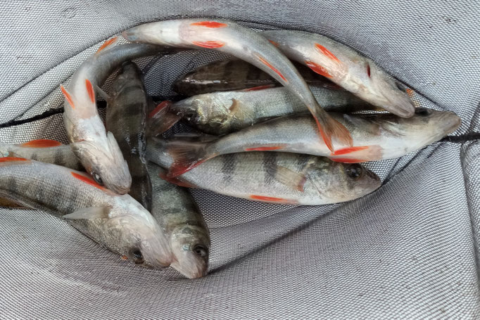 Kleine Flussbarsche als Biotopfische (Mindestabnahmemenge 50 Stück)
