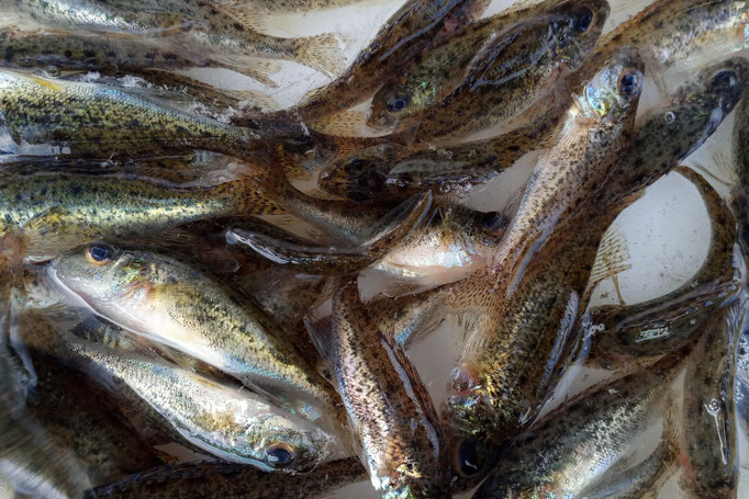Kaulbarsche als Biotopfische (Mindestabnahmemenge 50 Stück)