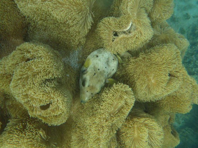 Snorkel en Costeau Resort, pez-ratón