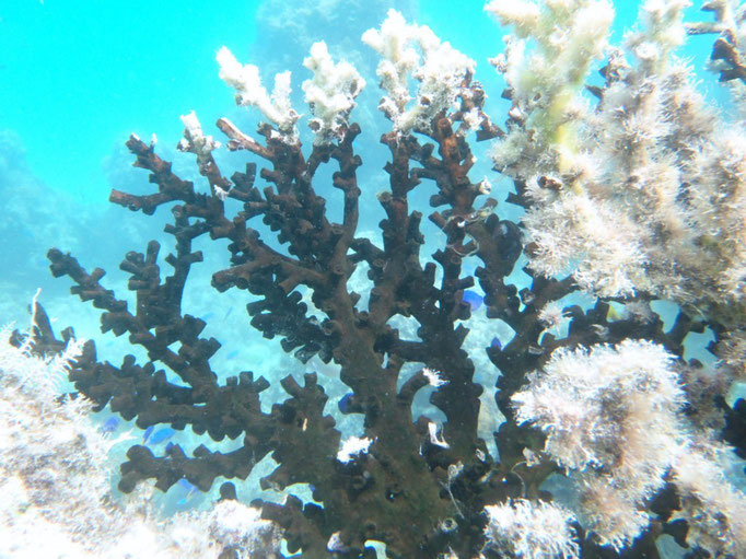 Bajo el mar, coral negro, No se puede tocar, es muy venenoso