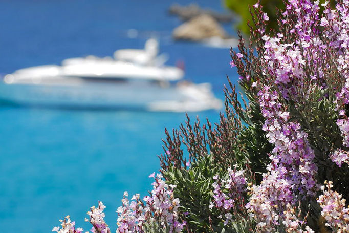 yacht broker Mallorca