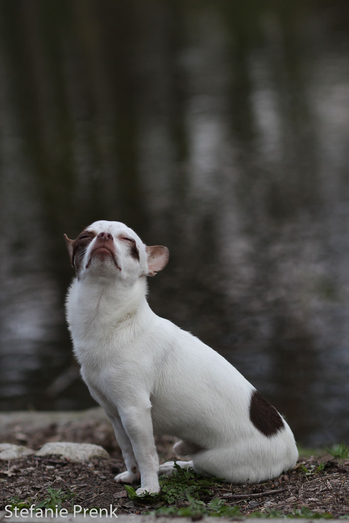 Hundefotografie Hamburg