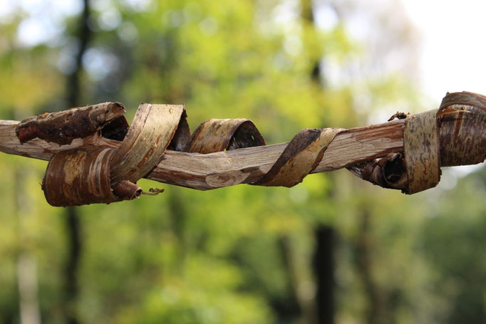 Landart, Stock mit Rinde