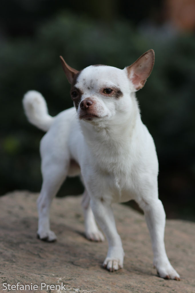 Hundefotografie Hamburg