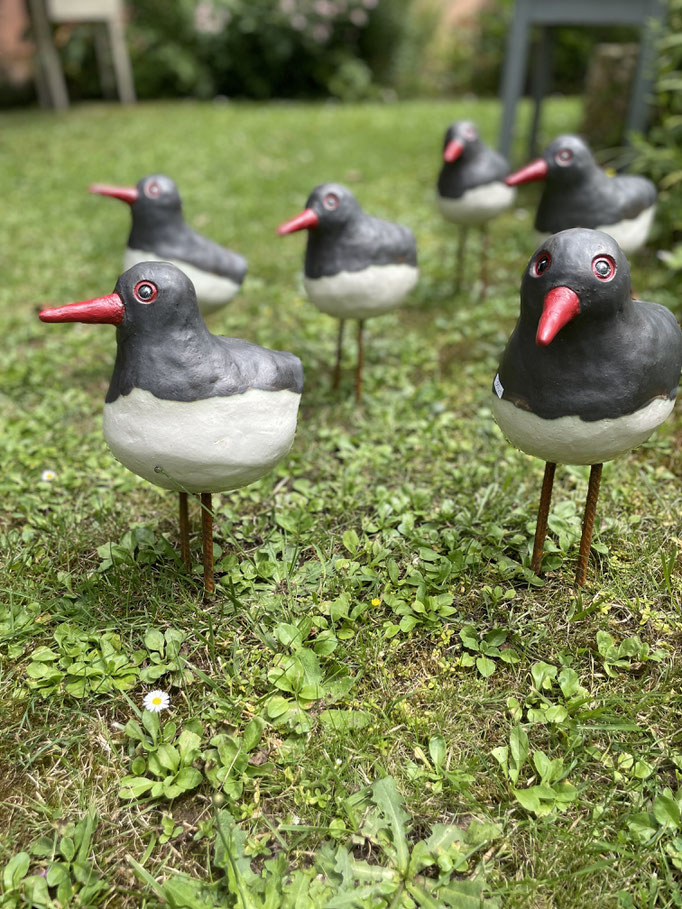 Austernfischer