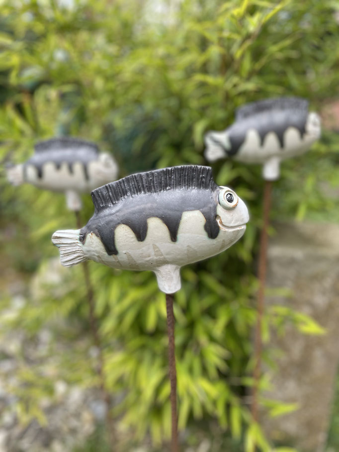 Zebra-Fische