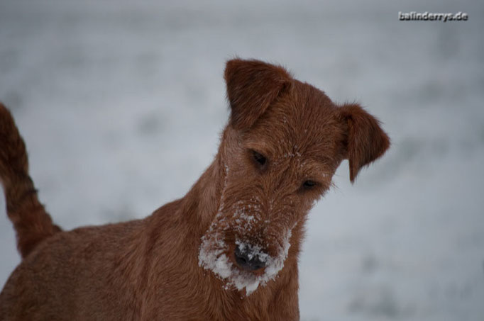 Ballinderry´s Graínne "Bridie" - Schneeschnute - Jan. 2013