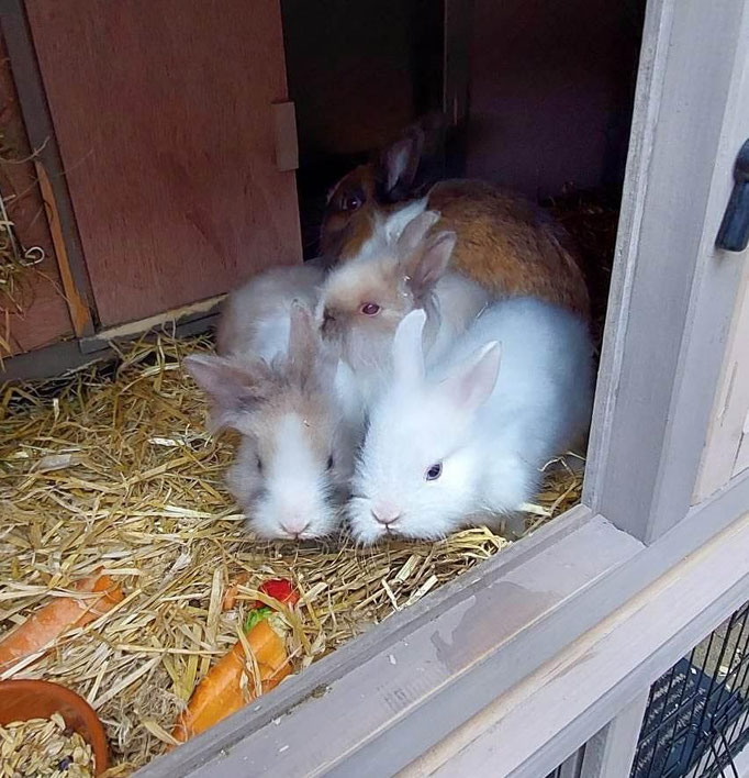 Zwergkaninchenmama und ihre 3 Jungen