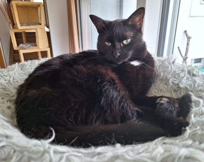 Bella